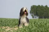 BEARDED COLLIE 238